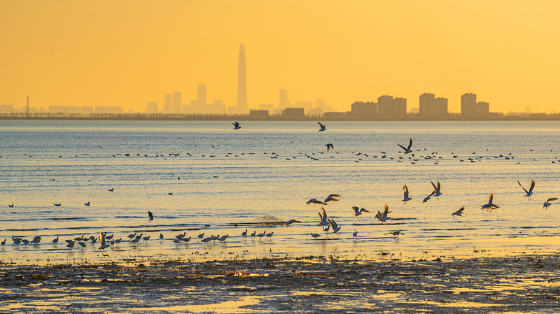 Les zones humides côtières de Tianjin : Un havre pour les oiseaux migrateurs Les zones humides côtières de Tianjin : Un havre pour les oiseaux migrateurs