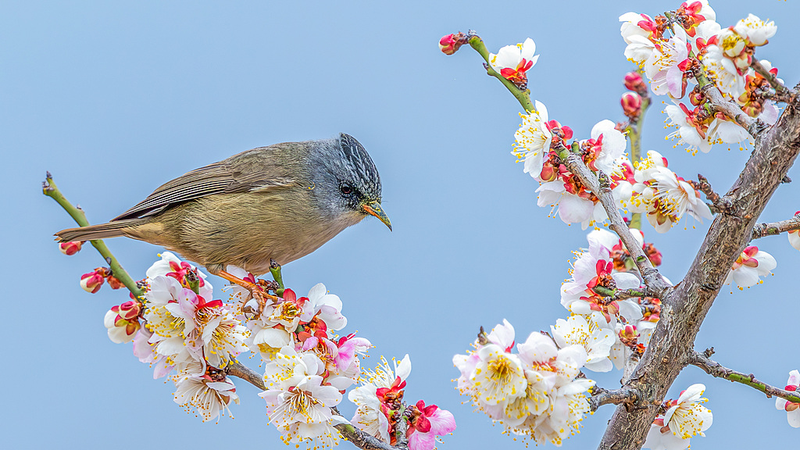 Fleurs de prunier et oiseaux annoncent un printemps vivant à Nanchuan Fleurs de prunier et oiseaux annoncent un printemps vivant à Nanchuan