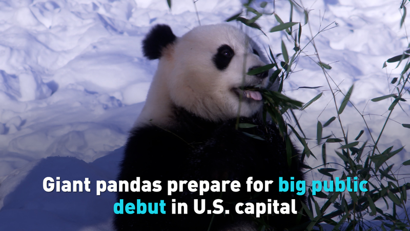 Les pandas géants volent la vedette à Washington, D.C. Les pandas géants volent la vedette à Washington, D.C. video poster
