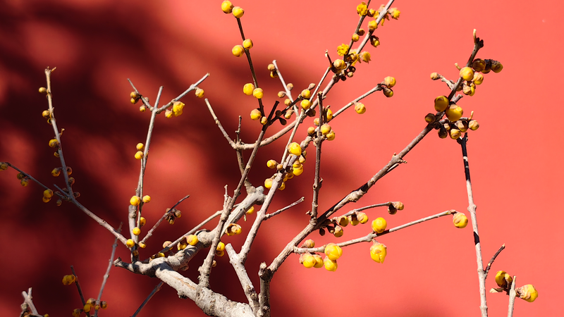 Les fleurs d'hiver du temple Wofo créent une escapade tranquille