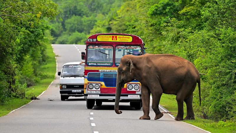 Éléphants sauvages au Sri Lanka : 50 perdus à cause des clôtures électriques