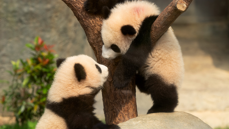 Les premiers jumeaux pandas nés localement à Hong Kong font fondre les cœurs