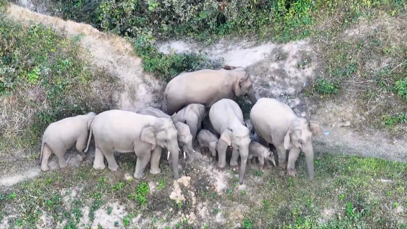La célèbre harde d’éléphants du continent chinois s’agrandit avec des adorables éléphanteaux La célèbre harde d'éléphants du continent chinois s'agrandit avec des adorables éléphanteaux video poster