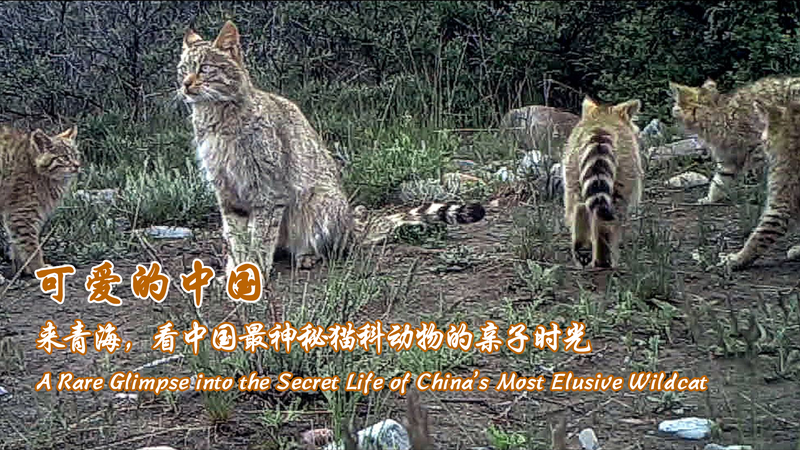 Mystère dans les monts Qilian : rare aperçu infrarouge de la famille insaisissable de chats sauvages Mystère dans les monts Qilian : rare aperçu infrarouge de la famille insaisissable de chats sauvages video poster