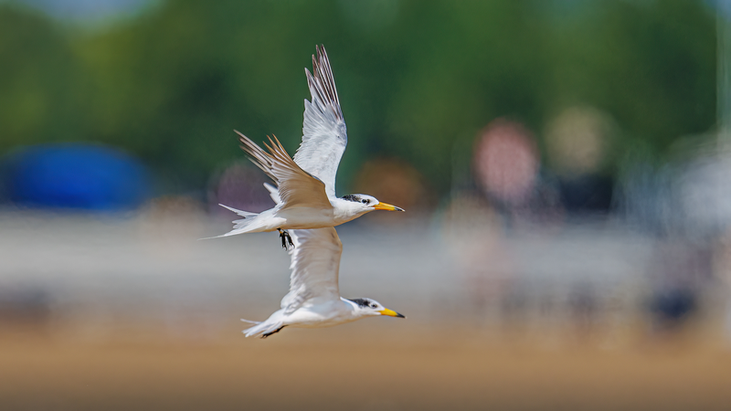 Le voyage poétique de conservation du Gardien des Oiseaux Marins en Chine Orientale Le voyage poétique de conservation du Gardien des Oiseaux Marins en Chine Orientale