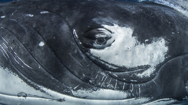 Les chansons des baleines résonnent avec les schémas des langues humaines Les chansons des baleines résonnent avec les schémas des langues humaines