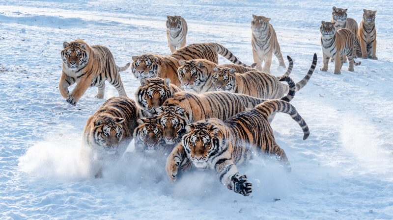 Les tigres de Sibérie apportent de la magie au pays des merveilles enneigé de Mudanjiang