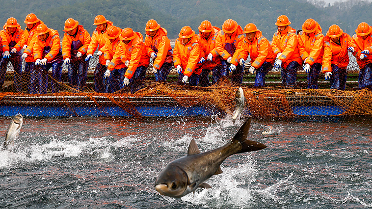 Prise Exceptionnelle au Lac Qiandao : Joie des Pêcheurs à Zhejiang