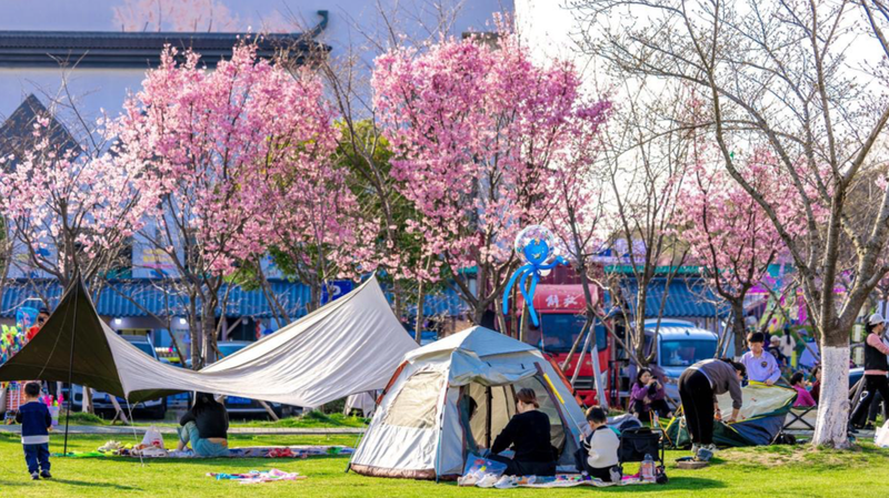 Pinghu Épanouit: Une Saison Captivante de Fleurs de Cerisier