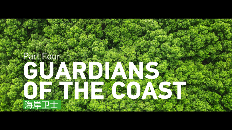 Gardiens de la Côte : Faire revivre la magie des mangroves video poster