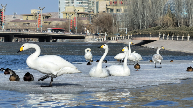 Des cygnes gracieux accueillent le printemps à Korla