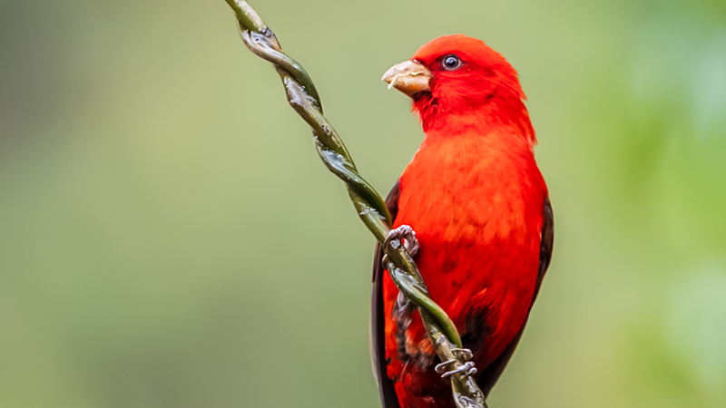 Pinsons écarlates rouge rubis illuminent le ciel du Yunnan