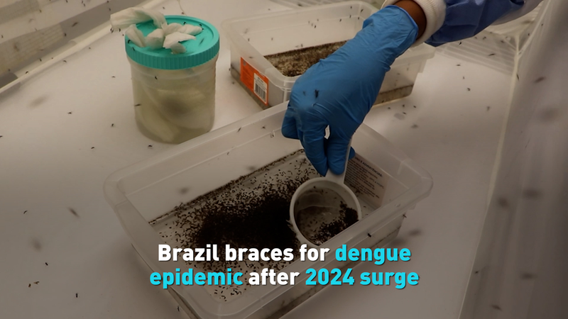 Le Brésil se prépare à une épidémie de dengue en 2025 Le Brésil se prépare à une épidémie de dengue en 2025 video poster