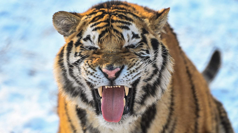 Les tigres de Sibérie profitent d’un terrain de jeu enneigé à Shenyang Les tigres de Sibérie profitent d'un terrain de jeu enneigé à Shenyang video poster