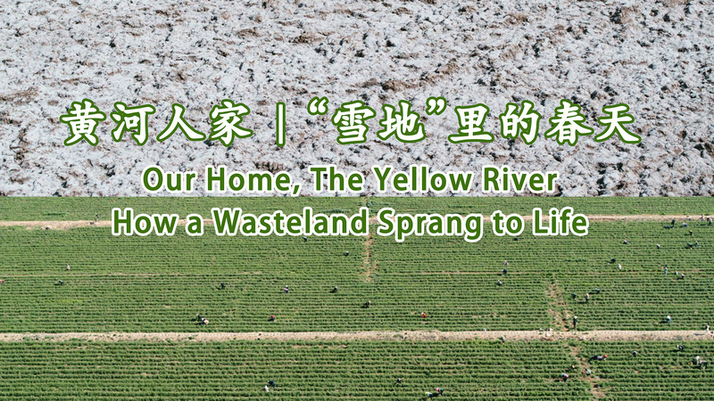 De stérile à fertile : le miracle des baies de goji du village Guangrong De stérile à fertile : le miracle des baies de goji du village Guangrong video poster