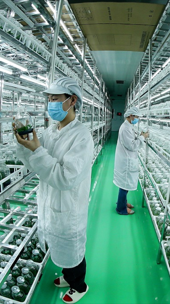 Le nouveau document central de la Chine continentale stimule l’innovation agricole Le_nouveau_document_central_de_la_Chine_continentale_stimule_l_innovation_agricole video poster
