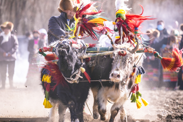Labours de printemps à Xizang : Un départ festif vers une récolte abondante Labours de printemps à Xizang : Un départ festif vers une récolte abondante