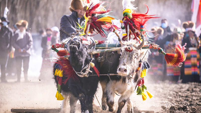 Labours de printemps à Xizang : Un départ festif vers une récolte abondante