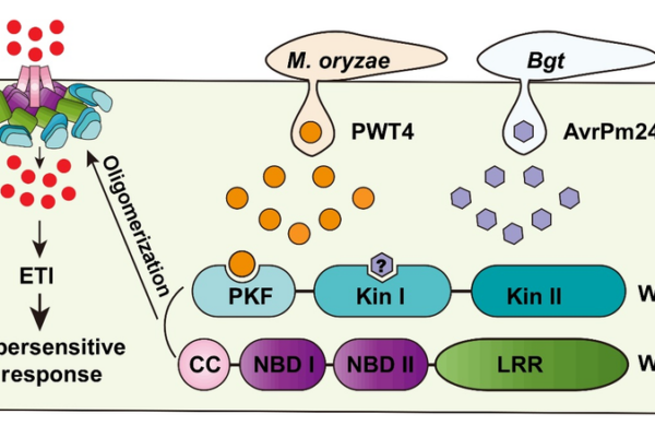 Percée : Le duo de kinases de blé assure une résistance multi-fongique Percée : Le duo de kinases de blé assure une résistance multi-fongique