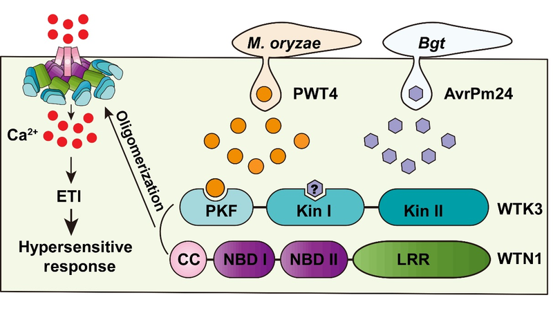 Percée : Le duo de kinases de blé assure une résistance multi-fongique