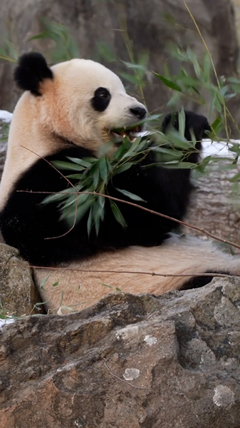 Les pandas géants font leurs débuts au zoo national de Washington DC Les pandas géants font leurs débuts au zoo national de Washington DC video poster