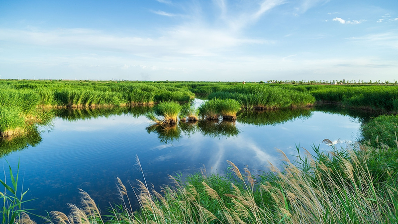 Les zones humides de la Chine continentale prospèrent grâce à des efforts audacieux de conservation Les zones humides de la Chine continentale prospèrent grâce à des efforts audacieux de conservation