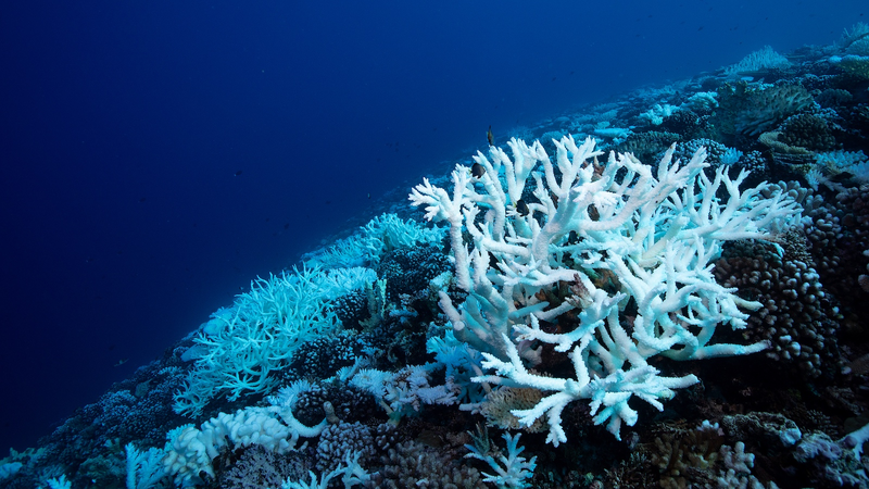 Une crise climatique ancienne offre un avertissement sur l'acidification moderne des océans