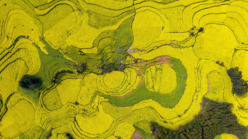 Floraison Dorée : Le Paradis de Colza du Yunnan