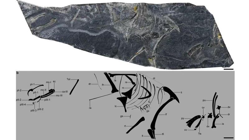 Fossile d’oiseau âgé de 150 millions d’années déclenche une révélation jurassique Fossile d'oiseau âgé de 150 millions d'années déclenche une révélation jurassique