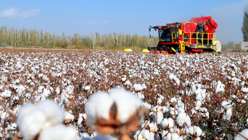 Les régions du nord de la Chine : essentielles à la protection des terres agricoles Les régions du nord de la Chine : essentielles à la protection des terres agricoles