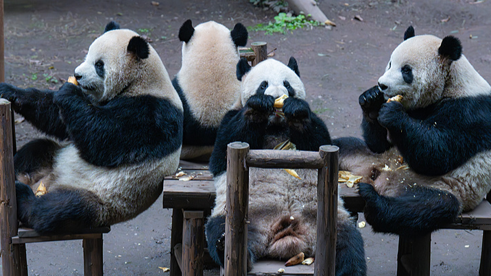 La famille de pandas géants vole la vedette au zoo de Chongqing La famille de pandas géants vole la vedette au zoo de Chongqing