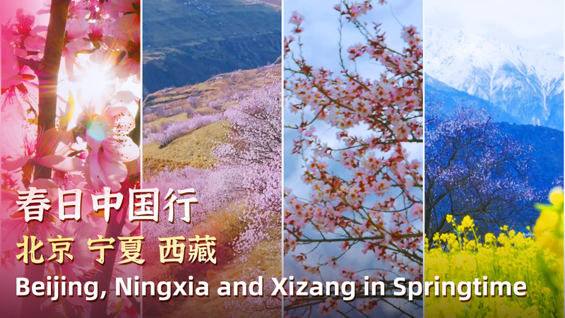 Splendeur du printemps : Paradis des fleurs de pêcher sur le continent chinois video poster