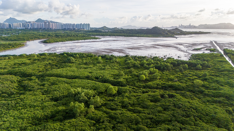 Shenzhen et Hong Kong s’unissent pour la conservation des mangroves Shenzhen_et_Hong_Kong_s_unissent_pour_la_conservation_des_mangroves