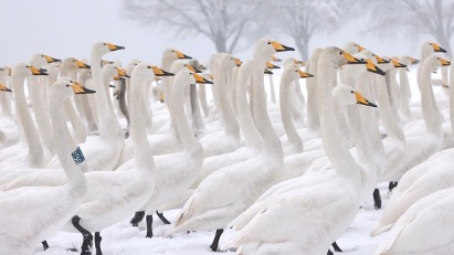 Lac des cygnes enneigé : Un conte de fées au marais de la rivière Jaune Lac des cygnes enneigé : Un conte de fées au marais de la rivière Jaune video poster