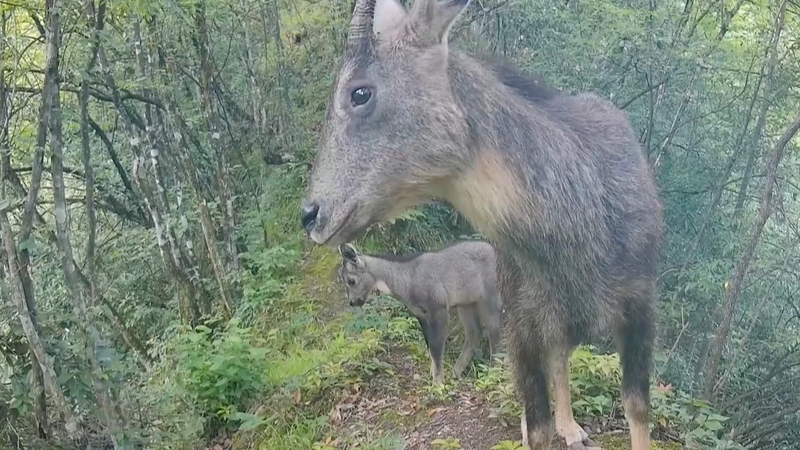 Une lentille infrarouge révèle le tendre lien des gorals dans la réserve de Hubei Une lentille infrarouge révèle le tendre lien des gorals dans la réserve de Hubei video poster