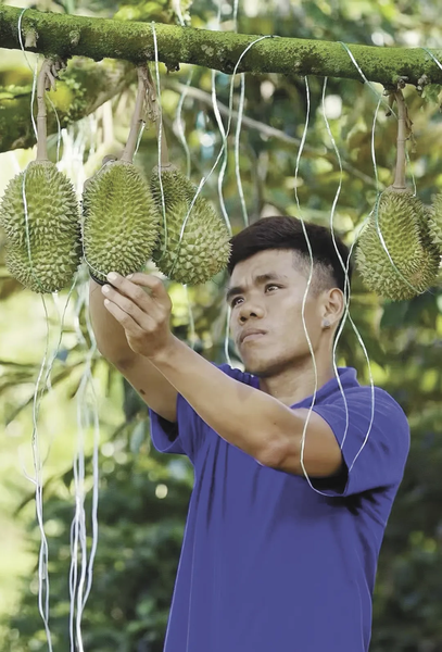 Les avancées technologiques chinoises révolutionnent le commerce du durian malaisien avec une précision de 98% Les avancées technologiques chinoises révolutionnent le commerce du durian malaisien avec une précision de 98%