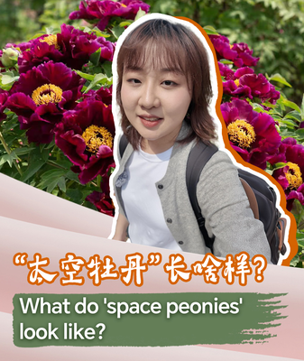 Pivoines de l’espace : Fleurs nées de graines en orbite Pivoines de l'espace : Fleurs nées de graines en orbite video poster