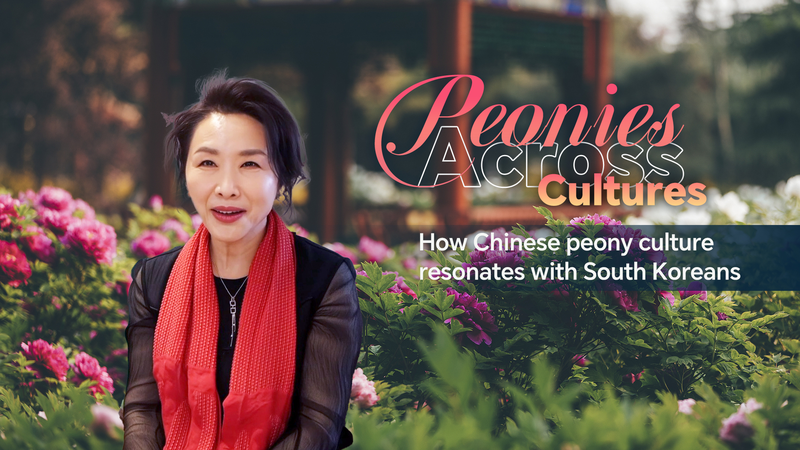 Magie de la Pivoine : Lien entre la Tradition Chinoise et l'Art Sud-Coréen video poster
