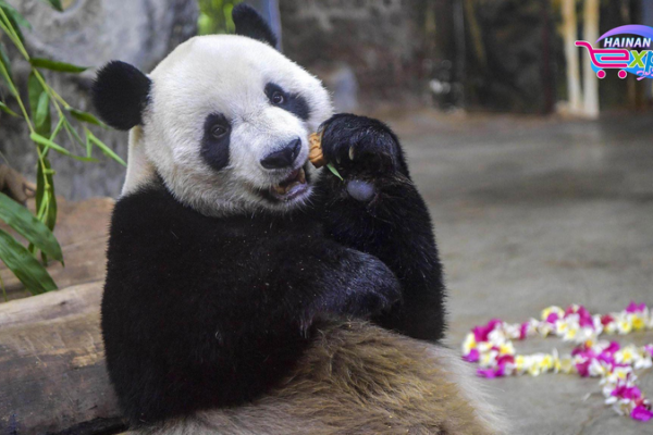 Les frères Panda apportent des sourires au parc animalier de Hainan Les frères Panda apportent des sourires au parc animalier de Hainan video poster