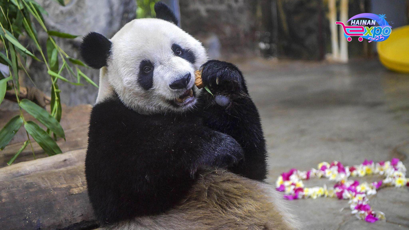 Les frères Panda apportent des sourires au parc animalier de Hainan video poster