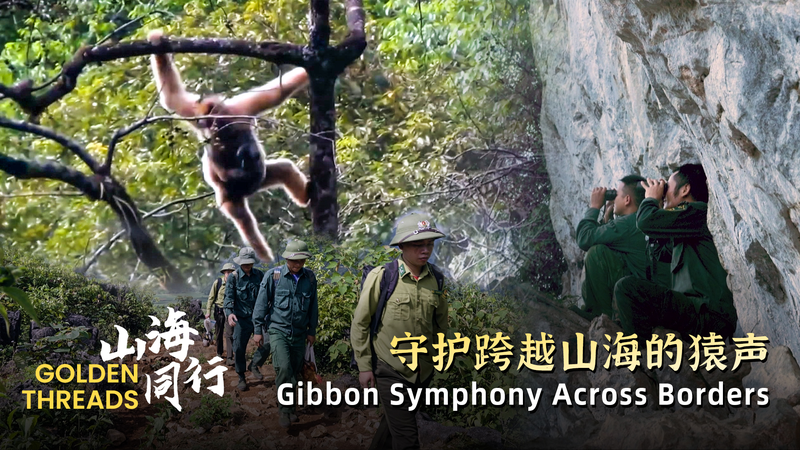 Les gardiens des gibbons dorés s’unissent dans la conservation transfrontalière Les gardiens des gibbons dorés s'unissent dans la conservation transfrontalière video poster
