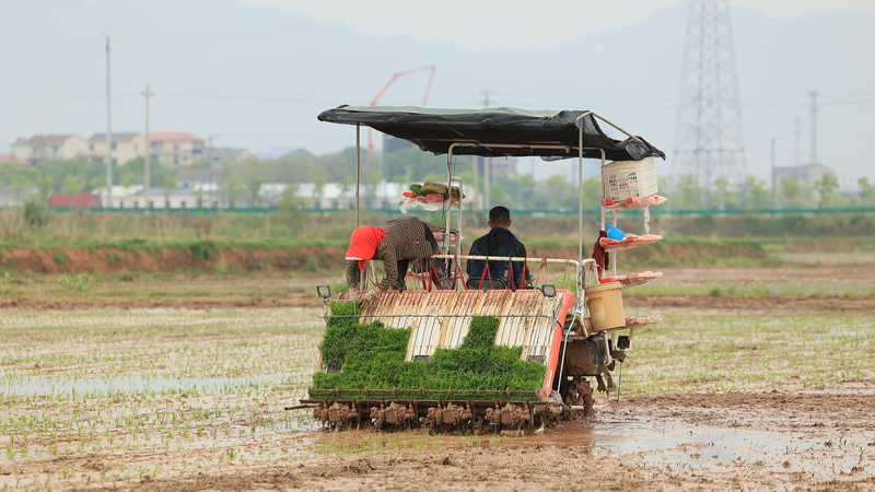 Le continent chinois vise une récolte de 709 millions de tonnes de céréales en 2025 Le continent chinois vise une récolte de 709 millions de tonnes de céréales en 2025