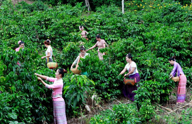 Café Yunnan : Une étoile mondiale dans le marché en plein essor de la Chine continentale Café Yunnan : Une étoile mondiale dans le marché en plein essor de la Chine continentale