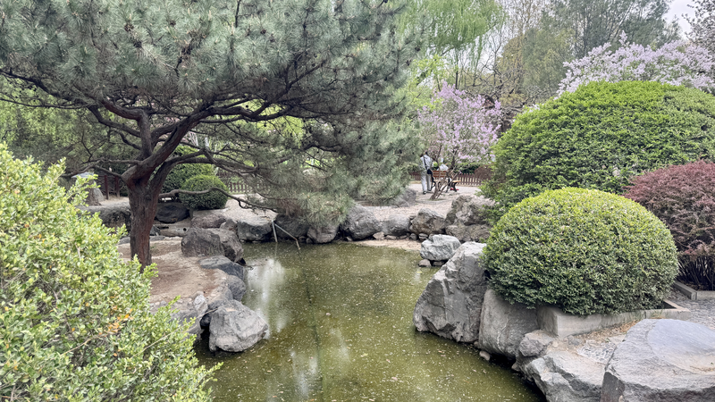 Le bambou et les fleurs de cerisier unis au parc Shuangxiu Le_bambou_et_les_fleurs_de_cerisier_unis_au_parc_Shuangxiu video poster