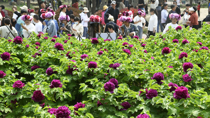 La révolution des pivoines de Heze : Les fleurs favorisent la croissance La révolution des pivoines de Heze : Les fleurs favorisent la croissance