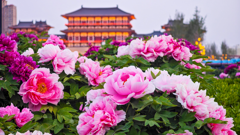 Luoyang en Fleurs : Découvrez la Magie de la Saison des Pivoines