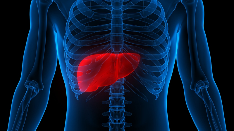Silybine : Bloqueur Naturel du Lactate Arrête la Croissance du Cancer du Foie