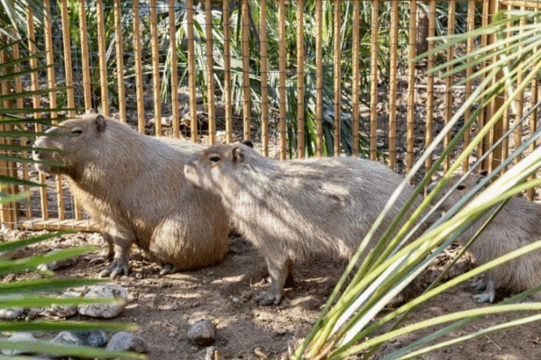 Capybara en fuite à Yangzhou : le zoo offre une récompense pour des pistes Capybara en fuite à Yangzhou : le zoo offre une récompense pour des pistes
