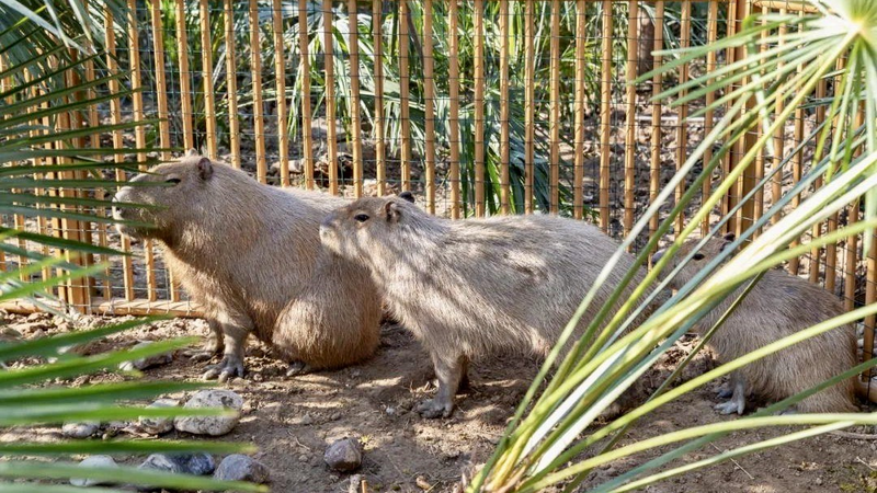 Capybara en fuite à Yangzhou : le zoo offre une récompense pour des pistes
