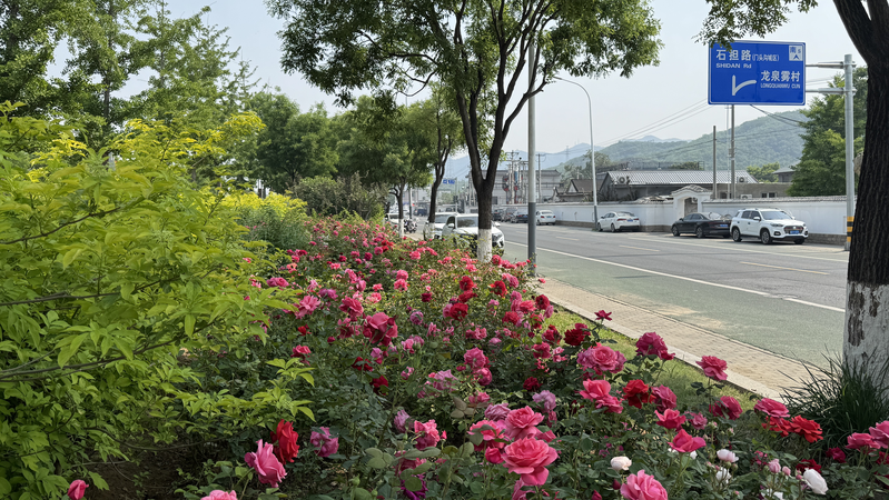 L’avenue aux roses de 21 km de Mentougou devient un lieu touristique L’avenue aux roses de 21 km de Mentougou devient un lieu touristique video poster